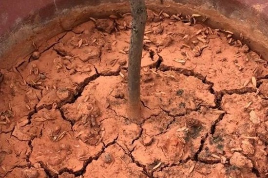 Đất chậu cứng như đá, nứt toác, tưới thứ nước màu vàng này mỗi tuần 1 lần, đất tơi xốp như bánh mì