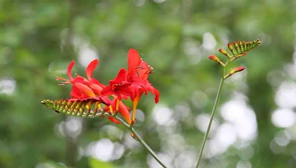 Tử vi ngày 20/7/2023: Tuổi Thìn dễ vướng rắc rối, tuổi Ngọ gặp người hợp ý-1