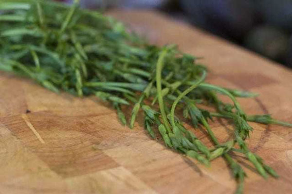 Con bò trắng như tuyết được trả giá 100 tỷ khiến thế giới chấn động-2