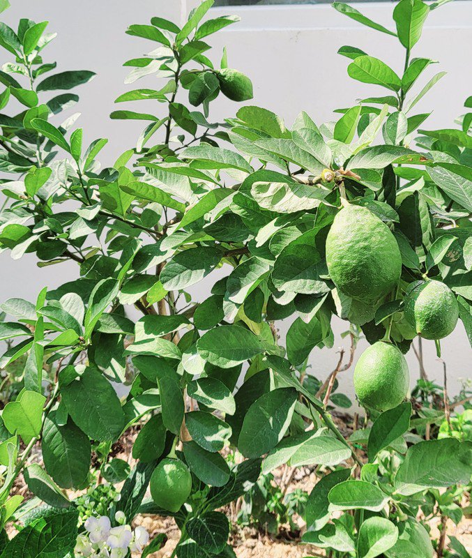 Bên trong biệt thự trên núi đẹp như mơ của Mạnh Trường, chi tiết bất ngờ khiến dân tình thích thú-14