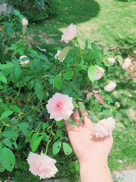 Bên trong biệt thự trên núi đẹp như mơ của Mạnh Trường, chi tiết bất ngờ khiến dân tình thích thú-19