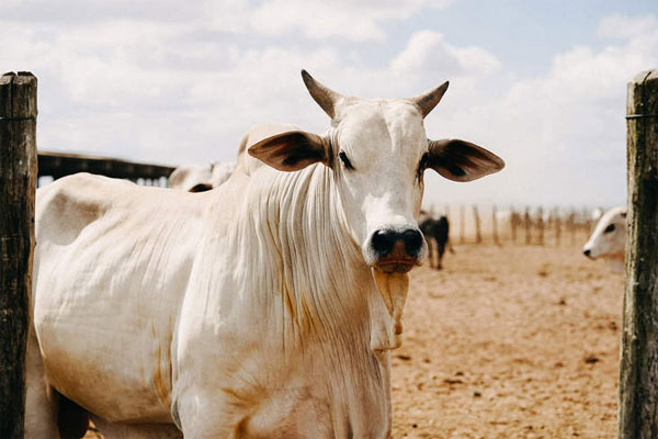 Con bò trắng như tuyết được trả giá 100 tỷ khiến thế giới chấn động-1