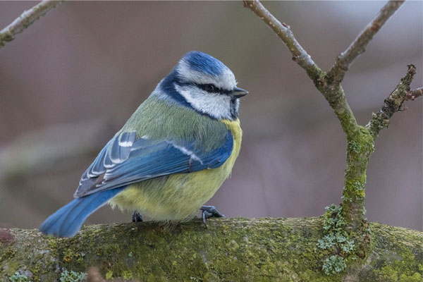 Tử vi ngày 20/7/2023 của 12 cung hoàng đạo: Kim Ngưu cứng đầu, Nhân Mã nổi bật-4