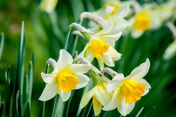 4 con giáp quyết đoán, độc lập, kiêu hãnh, sống không chịu lép vế ai, khó bị thao túng tâm lý-4