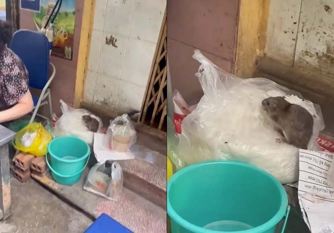 Sự thật đoạn video chuột chễm chệ trên túi bún ở Hà Nội gây xôn xao-1