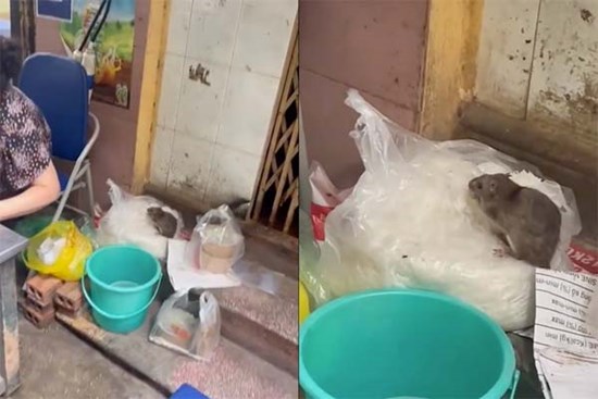 Sự thật đoạn video 