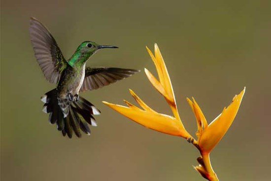 Tài lộc bùng nổ: 4 con giáp thăng chức tăng lương trong tháng 8, tình yêu viên mãn, tiền tài dư dả