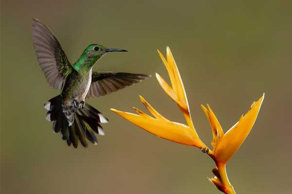 Tài lộc bùng nổ: 4 con giáp thăng chức tăng lương trong tháng 8, tình yêu viên mãn, tiền tài dư dả-1