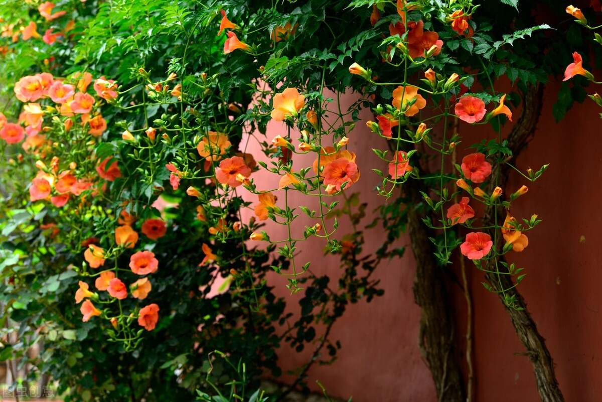 4 cây cảnh dây leo tựa máy nở hoa, dễ dàng bùng nở cả nghìn bông, lớn nhanh như thổi lại không bị sâu bệnh-1
