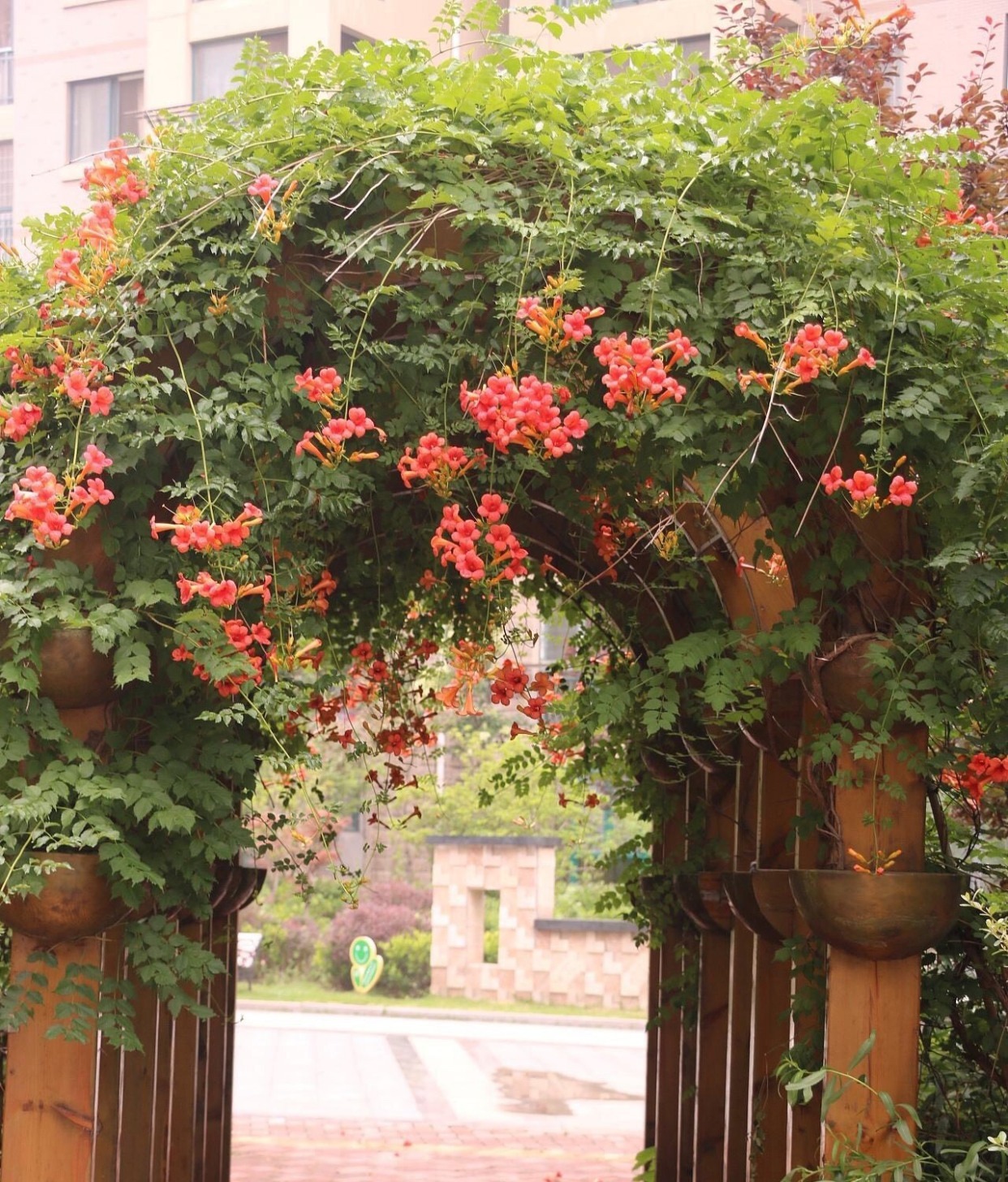 4 cây cảnh dây leo tựa máy nở hoa, dễ dàng bùng nở cả nghìn bông, lớn nhanh như thổi lại không bị sâu bệnh-3