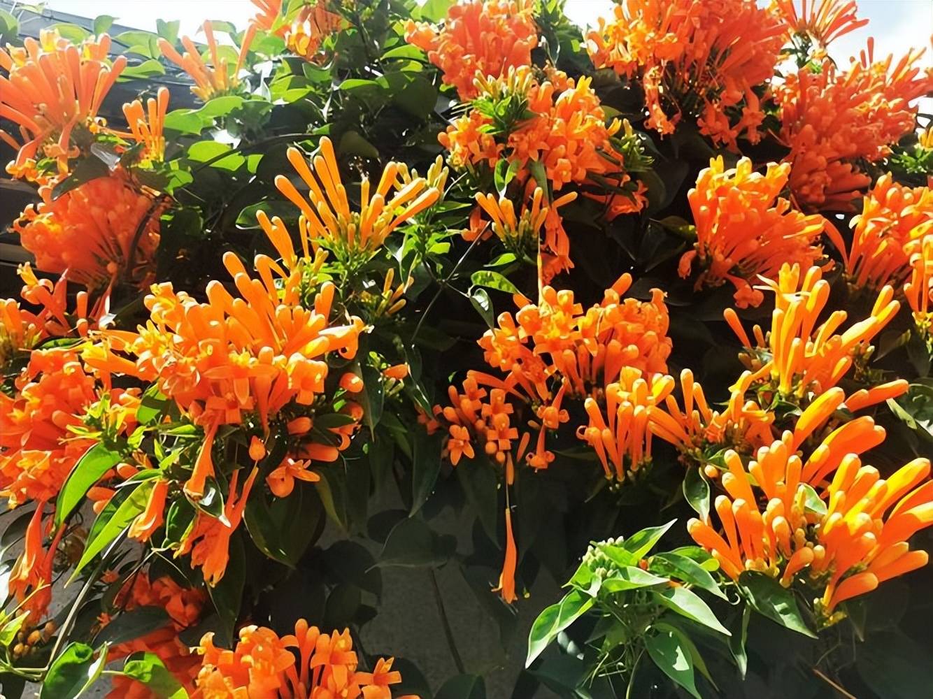 4 cây cảnh dây leo tựa máy nở hoa, dễ dàng bùng nở cả nghìn bông, lớn nhanh như thổi lại không bị sâu bệnh-4