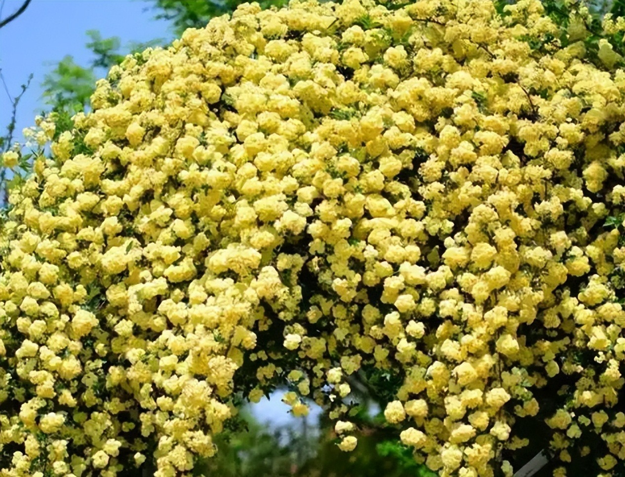 4 cây cảnh dây leo tựa máy nở hoa, dễ dàng bùng nở cả nghìn bông, lớn nhanh như thổi lại không bị sâu bệnh-9