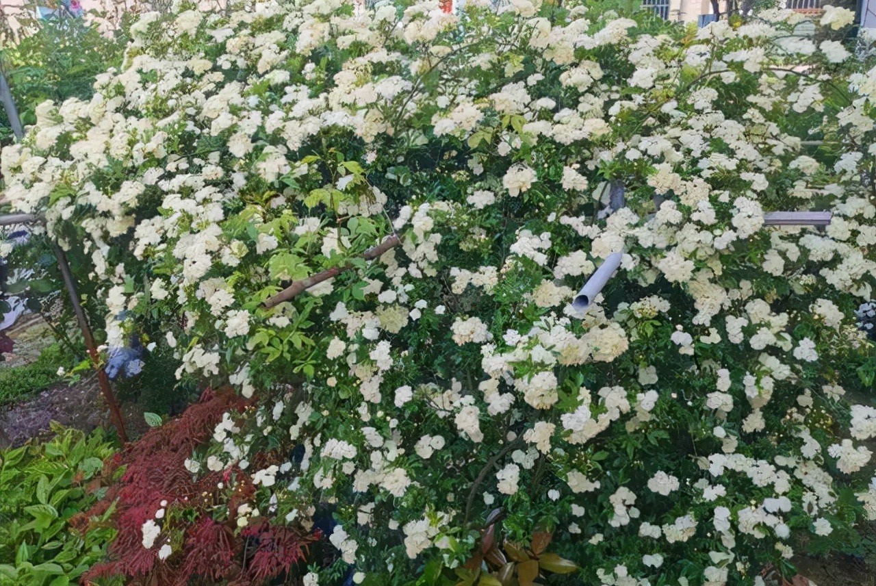 4 cây cảnh dây leo tựa máy nở hoa, dễ dàng bùng nở cả nghìn bông, lớn nhanh như thổi lại không bị sâu bệnh-10