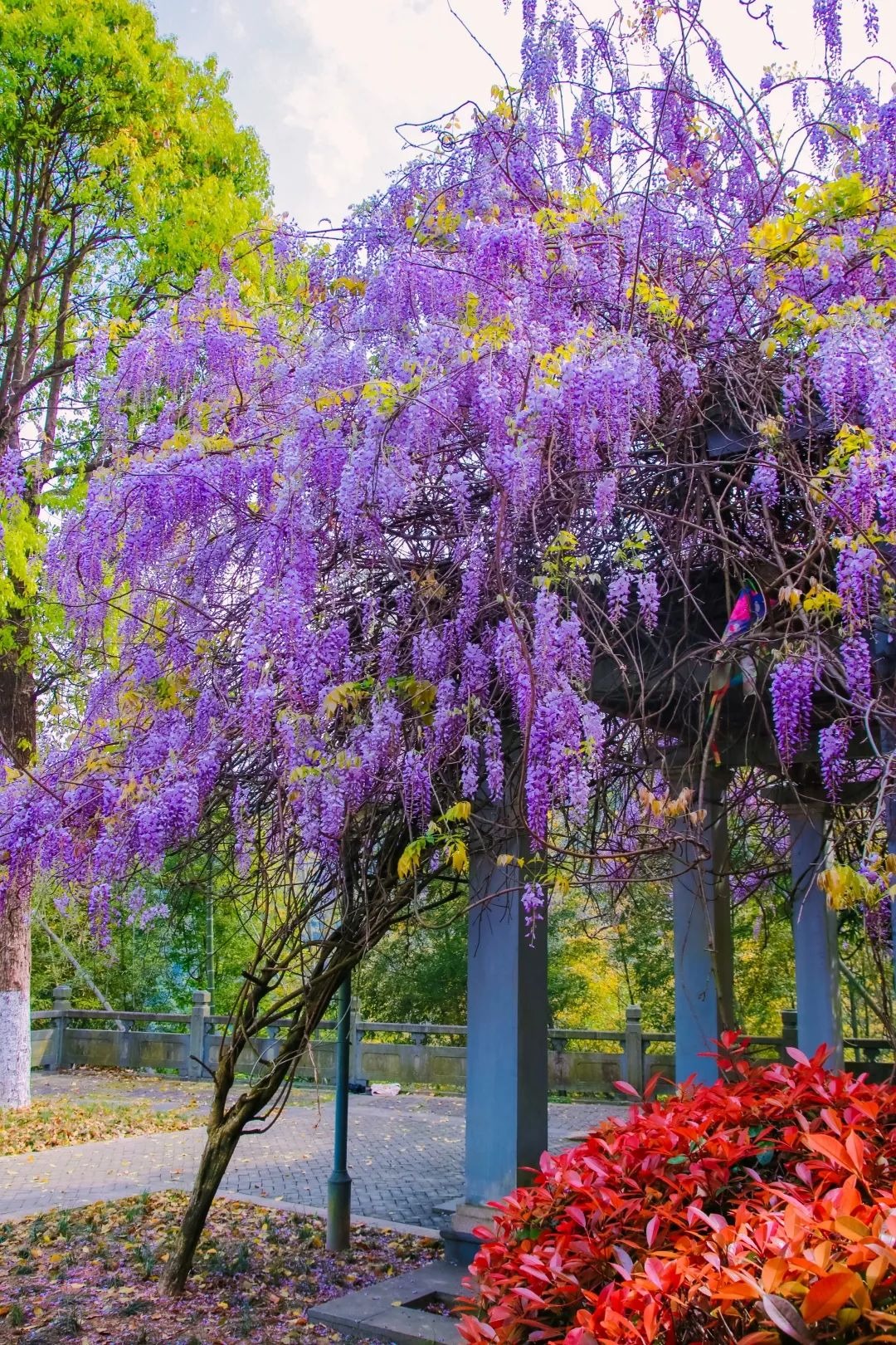 4 cây cảnh dây leo tựa máy nở hoa, dễ dàng bùng nở cả nghìn bông, lớn nhanh như thổi lại không bị sâu bệnh-14