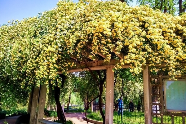 Cảnh báo những loại nước không nên tưới cho cây cảnh vào mùa đông-4