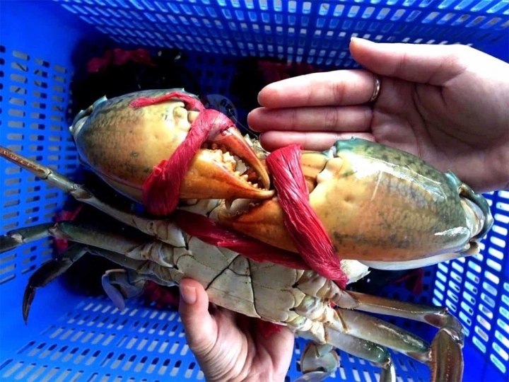Mẹo chọn cua biển ngon mà người làm nội trợ cần biết-1