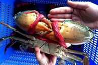 Mẹo chọn cua biển ngon mà người làm nội trợ cần biết