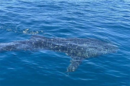 CLIP: Du khách hào hứng ngắm cá nhám voi “khủng” trên vịnh Quy Nhơn
