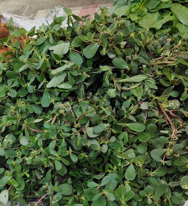 Thứ rau dại mọc nhiều sau mưa thành đặc sản được nhiều gia đình lùng mua dù đắt hơn rau thông thường-1