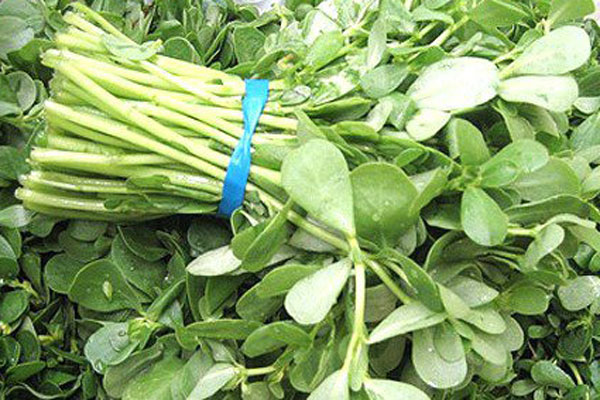 Loại rau mọc dại đầy ruộng, dân cắt đem bán kiếm bộn tiền-3