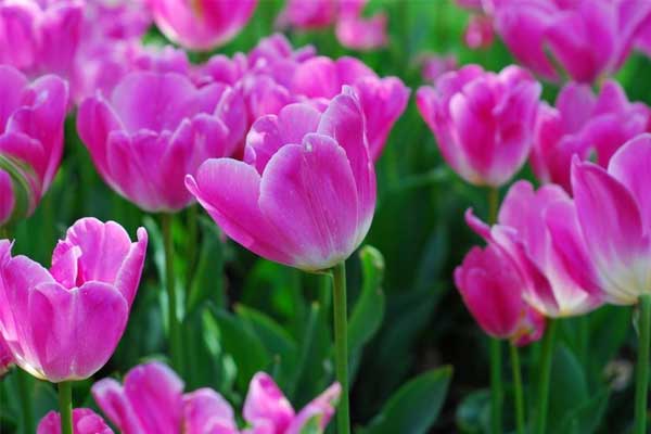 Tử vi ngày 22/7/2023: Tuổi Dần dễ phạm tiểu nhân, tuổi Mão có lộc bất ngờ-4