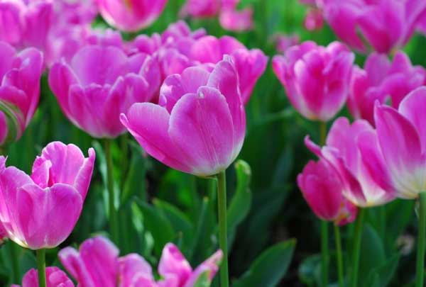 Vận số an bài: 3 con giáp tài lộc đạt đỉnh, tiền bạc đầy túi, nhân duyên tốt đẹp trong tháng 6 Âm lịch-3