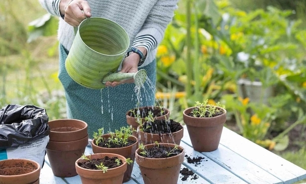 Cảnh báo những loại nước không nên tưới cho cây cảnh vào mùa đông-3