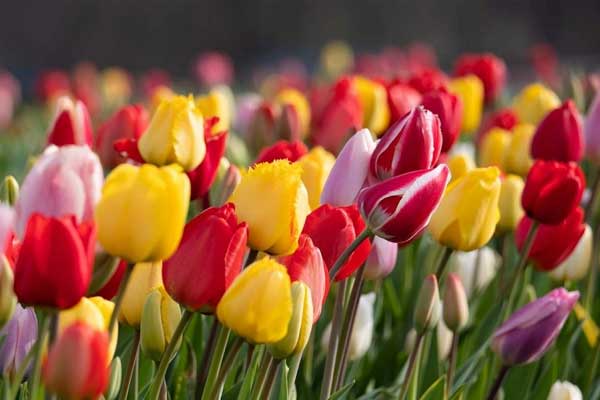 Ai sinh tháng Âm lịch này luôn có ý tưởng tốt, quý nhân dẫn đường, mọi sự thuận buồm xuôi gió-5