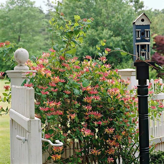 3 cây cảnh gợi nhớ vườn nhà bà, hoa đẹp, dễ nuôi, mang lại phúc lộc, may mắn cho người thân-1