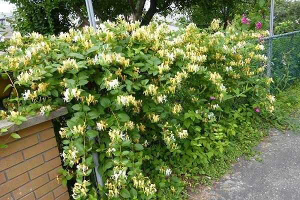 3 cây cảnh gợi nhớ vườn nhà bà, hoa đẹp, dễ nuôi, mang lại phúc lộc, may mắn cho người thân-2