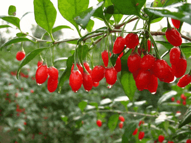 3 cây cảnh gợi nhớ vườn nhà bà, hoa đẹp, dễ nuôi, mang lại phúc lộc, may mắn cho người thân-10