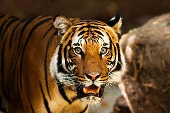 4 cung hoàng đạo tiêu tiền phung phí, thích gì sắm nấy, nếu không tem tém lại sẽ nhận hậu quả về sau