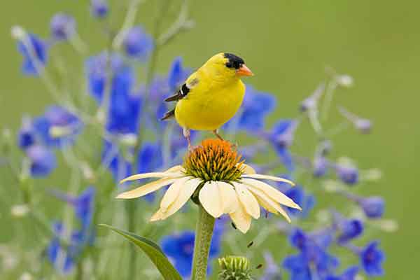 Mùa hè rực rỡ: 3 con giáp hầu bao rủng rỉnh, sự nghiệp thăng tiến, cuộc sống vui tươi-4