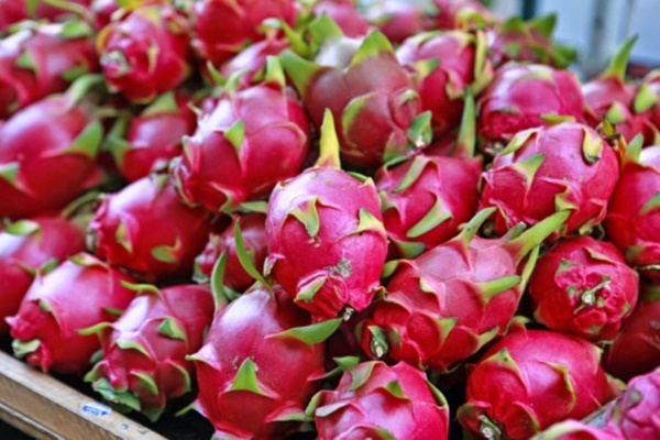 Chồi cây mọc hoang bỗng hóa đắt đỏ, mỗi ký trên 23 triệu đồng-3