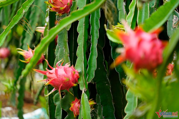 Hết thời là trái cây tỷ USD, thanh long tràn ra chợ giá rẻ bèo-3