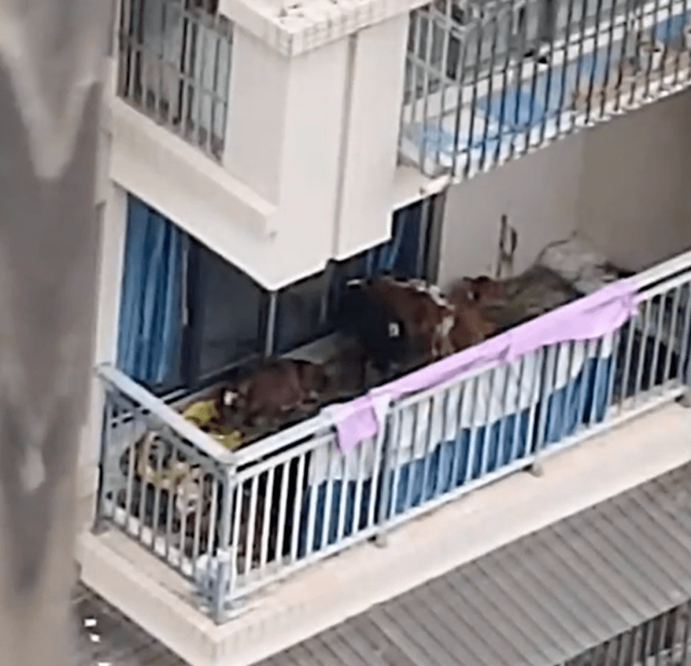 Hàng xóm nuôi 7 con bò trên ban công tầng 5 chung cư gây phẫn nộ-1
