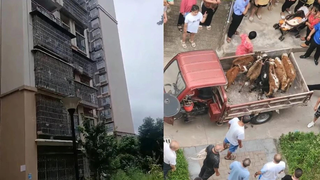 Hàng xóm nuôi 7 con bò trên ban công tầng 5 chung cư gây phẫn nộ-2