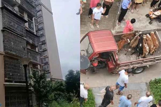 Hàng xóm nuôi 7 con bò trên ban công tầng 5 chung cư gây phẫn nộ