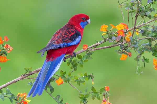 Tử vi tuần mới 24/7 - 30/7/2023: Tuổi Tuất trong rủi có may, tuổi Hợi như diều gặp gió-4