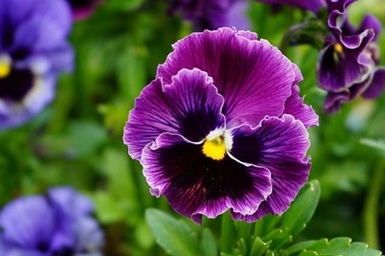 Tử vi tuần mới 24/7 - 30/7/2023: Tuổi Tuất trong rủi có may, tuổi Hợi như diều gặp gió