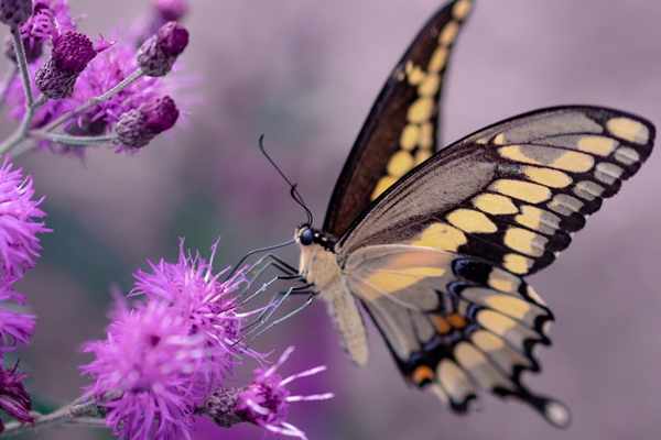 Lộc lá bủa vây: Người sinh vào 5 ngày Âm lịch này sở hữu IQ cao, về sau thành công rực rỡ-4