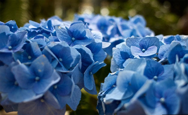 Có duyên với Thần Tài: Ai sinh vào 5 ngày Âm lịch này đến tuổi trung niên đón mưa lộc lá-2