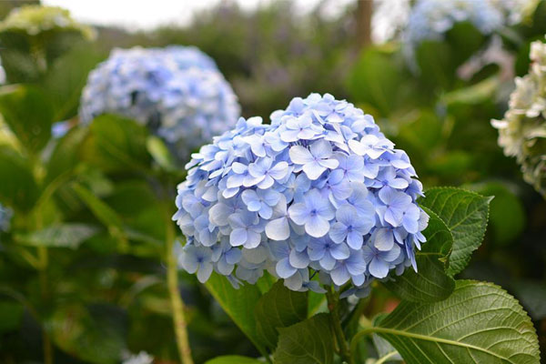 Tử vi ngày 24/7/2023: Tuổi Thìn được đánh giá cao, tuổi Tỵ tràn đầy niềm vui-4