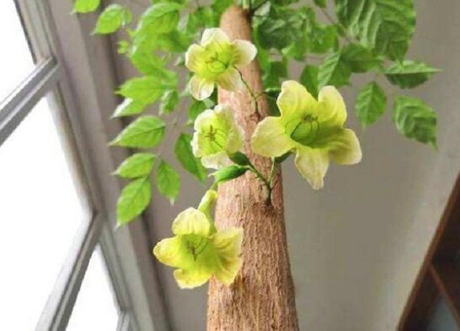 Loại cây này nghe tên đã thấy hạnh phúc, vừa giúp gia tăng vượng khí vừa giúp gia đạo bình an-2