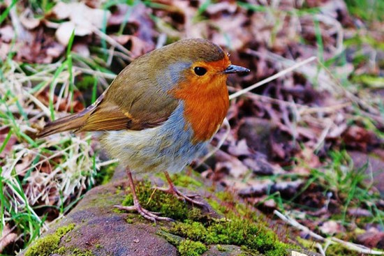 Một mũi tên trúng 2 đích: 4 con giáp nửa đời sau không cô đơn cũng chẳng thiếu tiền