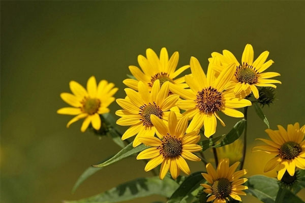 Tử vi ngày 25/7/2023: Tuổi Tý nhiều điều tốt lành, tuổi Dậu bước tiến khá tốt-1