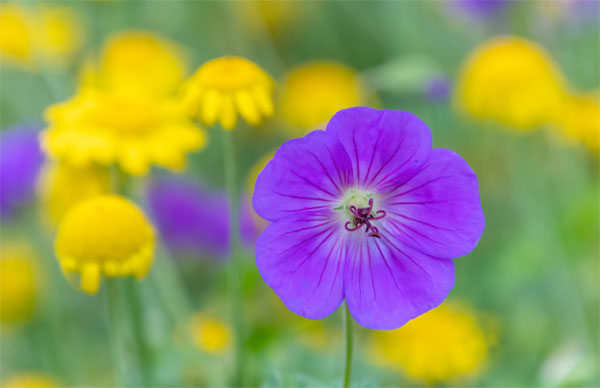 Hậu vận nhiều phúc khí: Sinh tháng Âm lịch này chăm chỉ ắt thành công, gian nan càng vững chãi-2