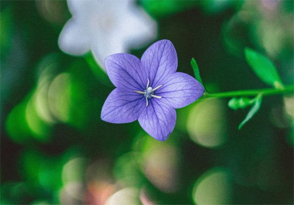 Hậu vận nhiều phúc khí: Sinh tháng Âm lịch này chăm chỉ ắt thành công, gian nan càng vững chãi-3