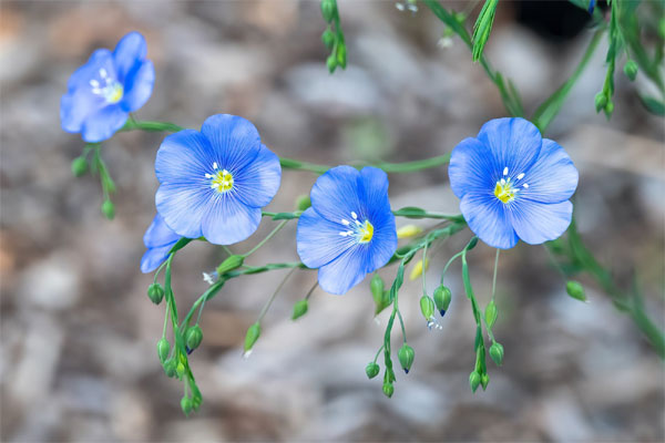 Vượt lên nghịch cảnh: 3 con giáp đầu tháng 6 Âm lịch gặp may mắn, cuối tháng ắt giàu khủng-4