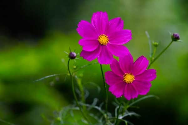 Vượt lên nghịch cảnh: 3 con giáp đầu tháng 6 Âm lịch gặp may mắn, cuối tháng ắt giàu khủng-3